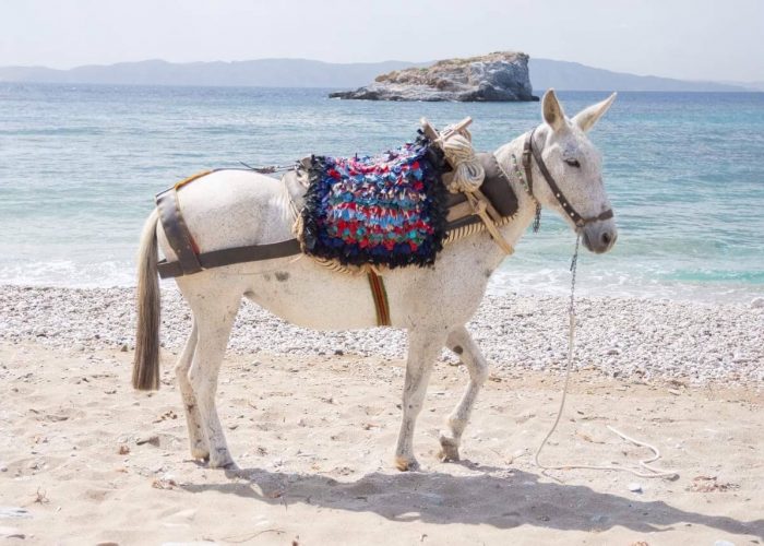 Mules Donkey trip to Karthaia