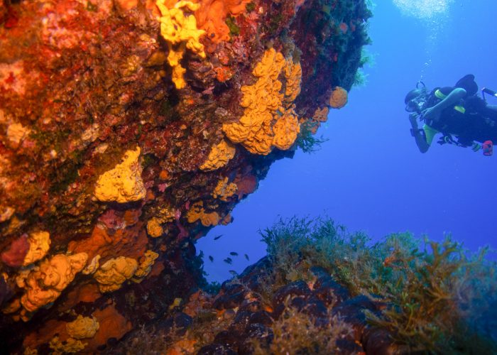 Diving in Kea - corals