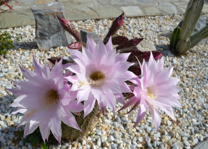 CACTUS FLOWER