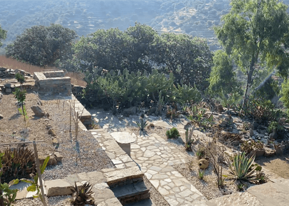 CACTUS VIEW